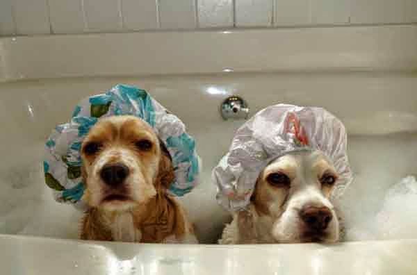 perros labradores en la bañera