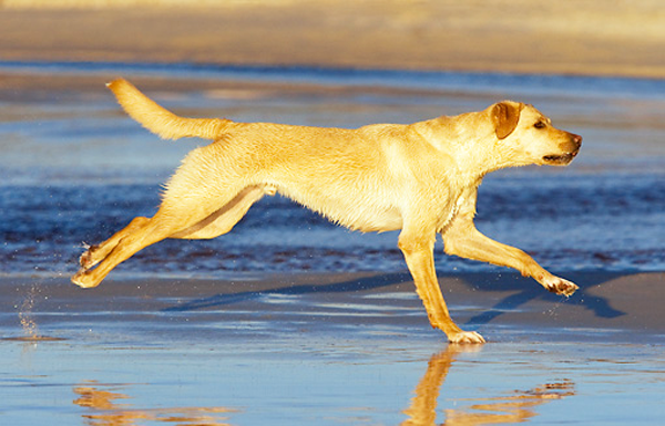 Labrador corriendo